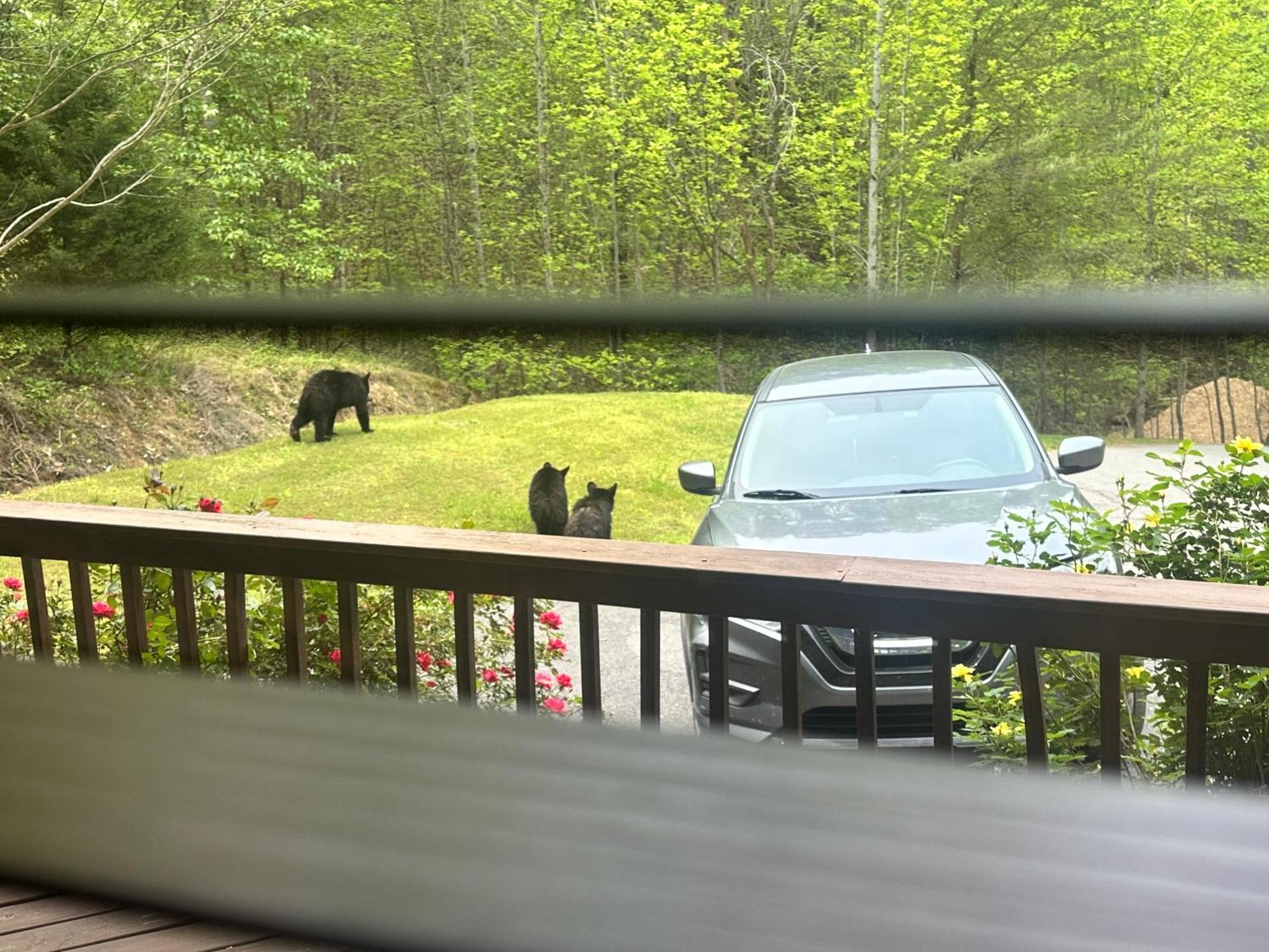 Beary Tale! Your Happily Ever After Starts Here! Sevierville Buitenkant foto